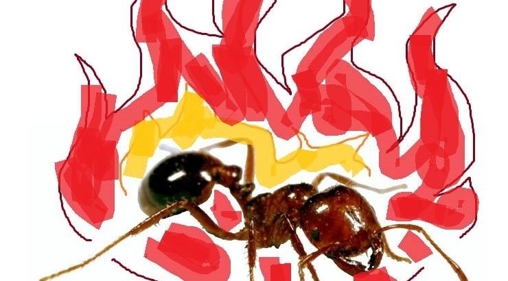 Lets+make+history%3A+Change+fire+ants+to+spicy+boys