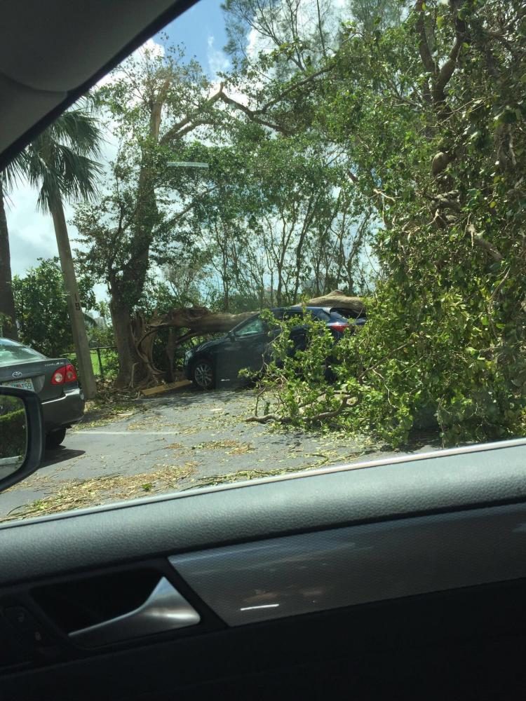 A picture taken by a driver passing by, Irma left this tree straight down the middle of this visitors car at the Del-vista Towers Condominium in Aventura, FL.