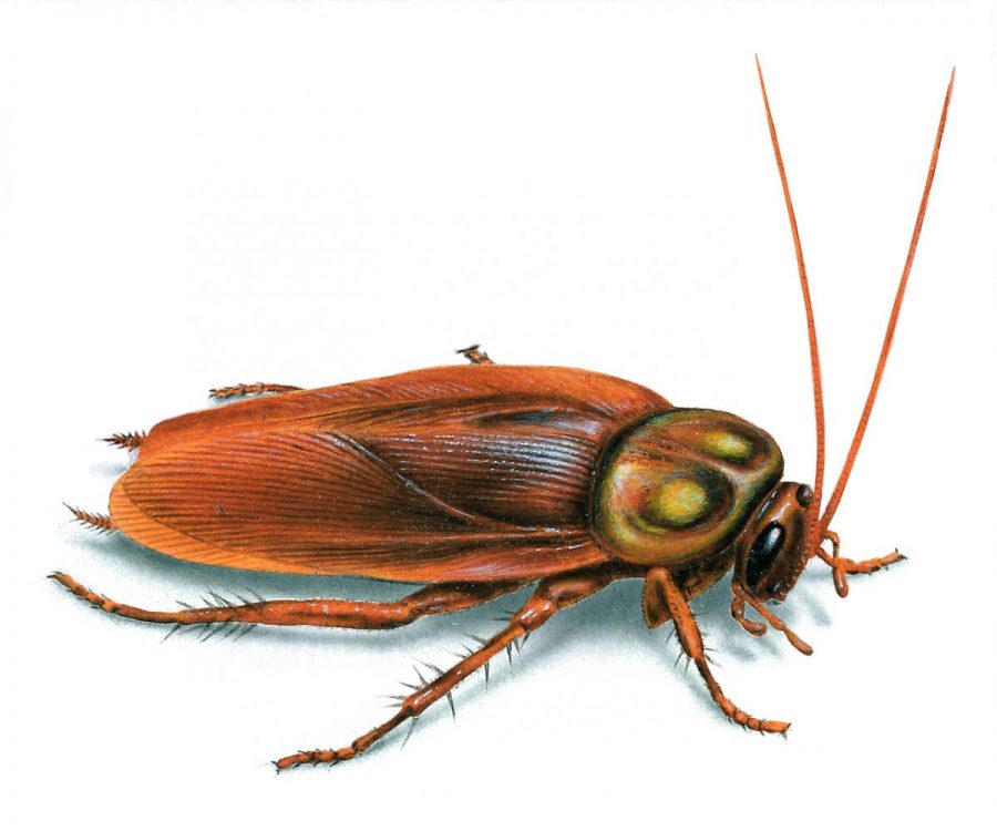 The common cockroach, the Pacific Beetle Cockroach, have a nutritious milk.