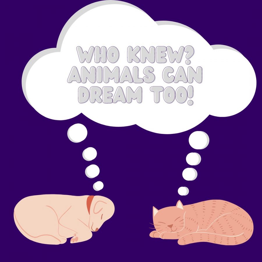 Who knew? Animals can dream too!