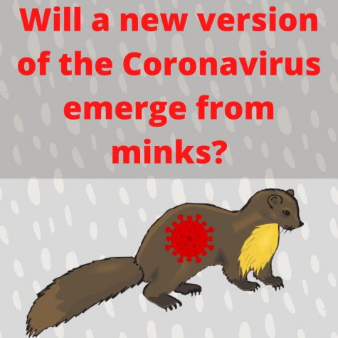 Will a new version of the Coronavirus emerge from minks?